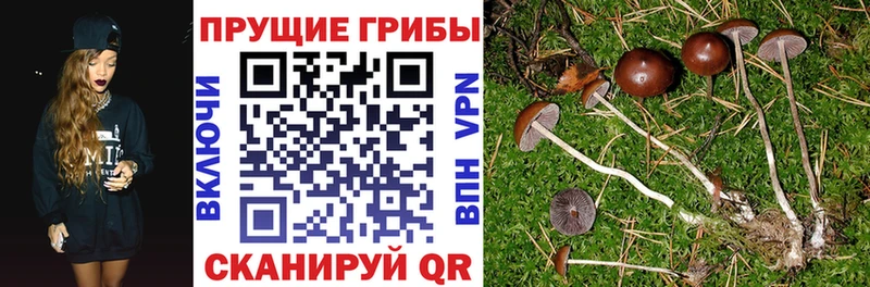 площадка как зайти  Лабинск  Псилоцибиновые грибы GOLDEN TEACHER 